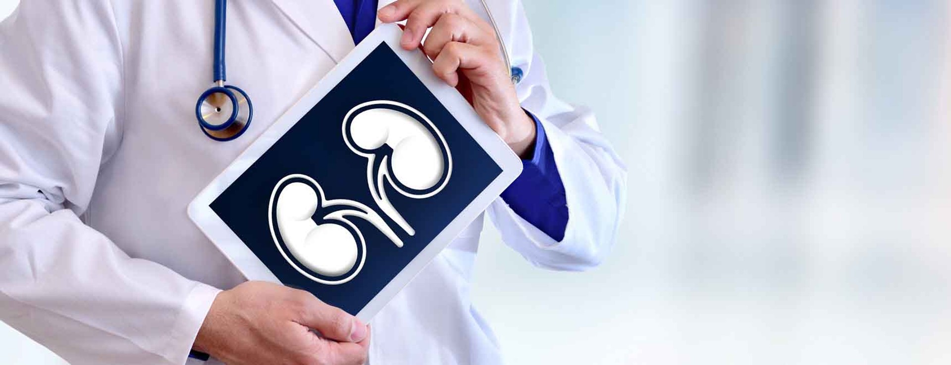 doctor holding image of kidneys